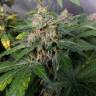 семена конопли для выращивания Black Jack feminised Sweet Seeds
