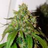 Семена конопли Auto Daiquiri Lime feminised Ganja Seeds