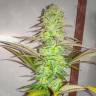 Eleven Roses fem купить семена каннабиса в интернете 