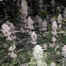 Eleven Roses feminised Ganja Seeds Fast Version