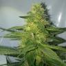 семена конопли Россия AK 47 regular Ganja Seeds