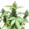 семена культурной конопли купить AK 47 regular Ganja Seeds