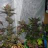 Blueberry feminised Dutch Passion Seeds