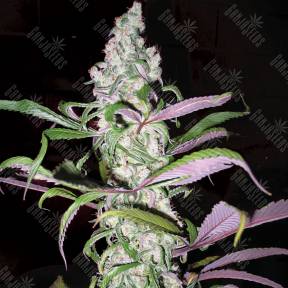 Blueberry feminised Dutch Passion Seeds