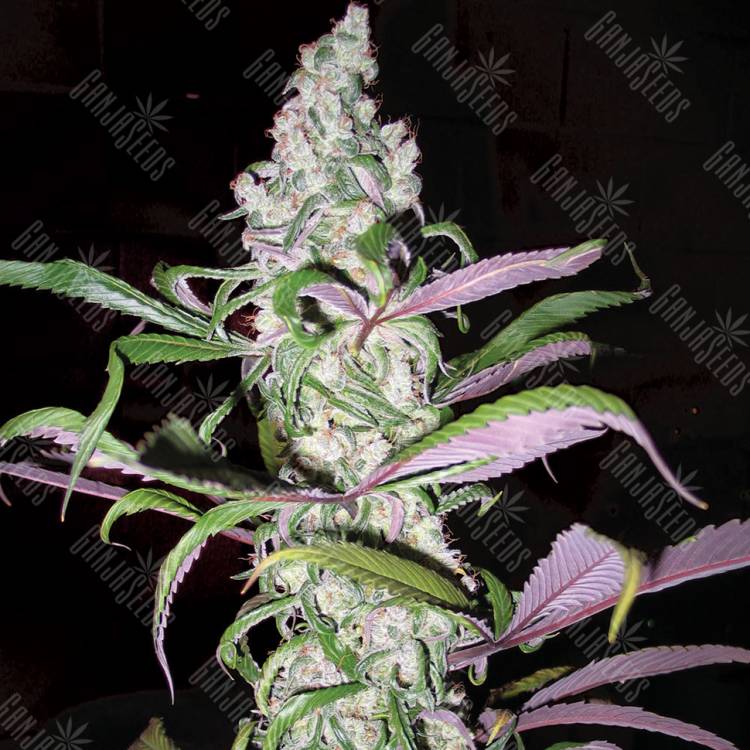 Blueberry feminised Dutch Passion Seeds