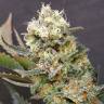 AK 47 x Black Domina feminised Breeders Community Seeds