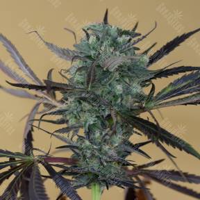 Chemdog regular Ganja Seeds
