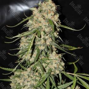 Auto Moscow regular Ganja Seeds