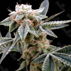 White Alien feminised DNA Genetics