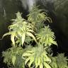 мощные семена конопли Blue Fire feminised Humboldt Seeds