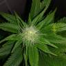 семена конопли феминизированные Belladonna feminised Paradise Seeds
