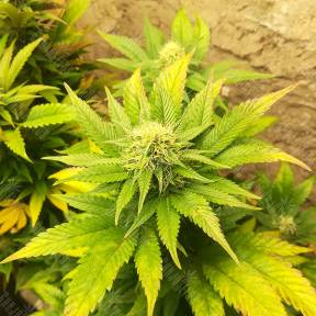 Belladonna feminised Paradise Seeds