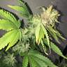 семена конопли аутдор American Pie feminised Pyramid Seeds