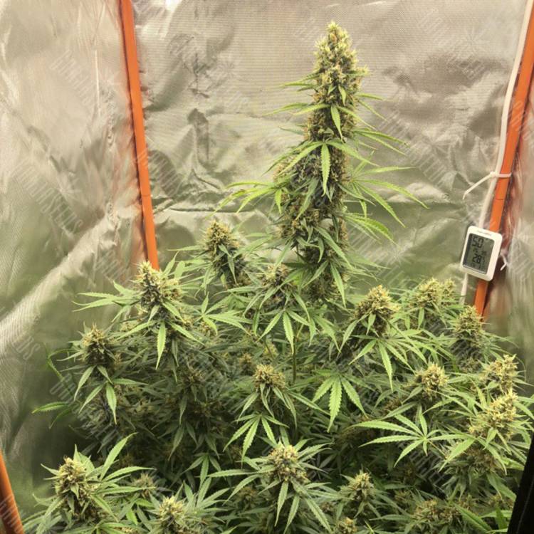 Семена Auto Lemon Kix feminised Ganja Seeds