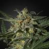 мощные семена конопли White Widow feminised Green House Seeds