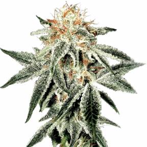 White Widow feminised Green House Seeds