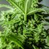Amnesia feminised Breeders Community Seeds