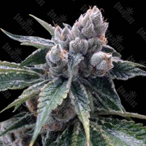 White Walker Kush feminised DNA Genetics