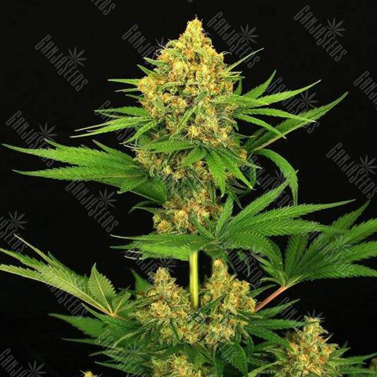 семена конопли для выращивания Tangerine Kush feminised Exotic Seed