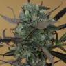 семена сортовой конопли Chemdawg feminised Humboldt Seeds