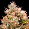 качественные семена конопли Chemdawg feminised Humboldt Seeds