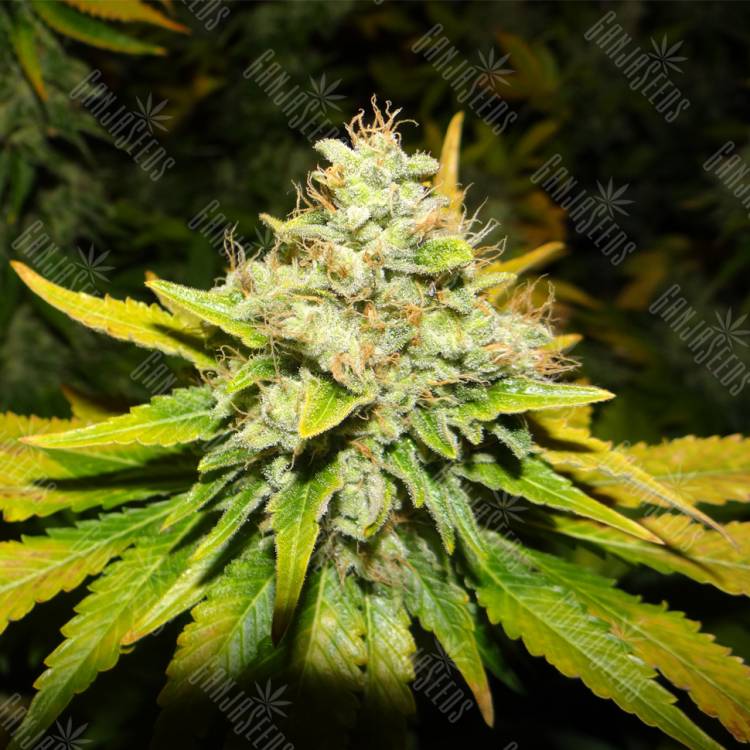 купить семена конопли White Widow feminised Medical Seeds