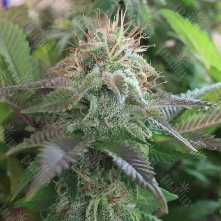 семена конопли с доставкой Blue Pyramid feminised Pyramid Seeds