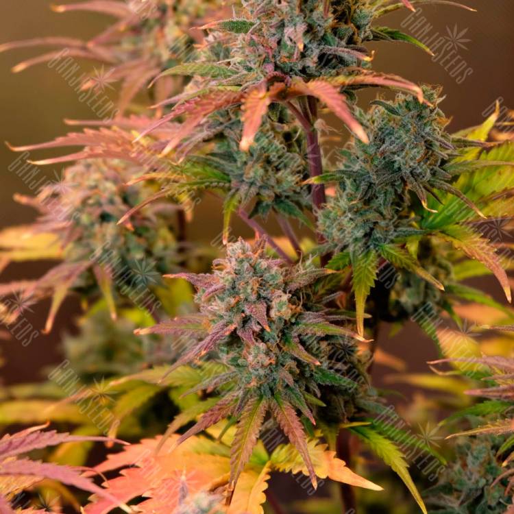 Семена марихуаны Auto Night Queen feminised Ganja Seeds