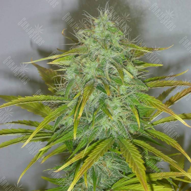 Семена марихуаны Auto White Widow feminised GanjaLiveSeeds