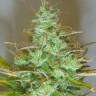 Семена конопли в России Auto White Widow feminised GanjaLiveSeeds