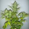 Семена конопли недорого Auto White Widow feminised GanjaLiveSeeds