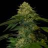 Семена Holy Grail feminised Ganja Seeds