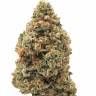 Купить семена Holy Grail feminised Ganja Seeds