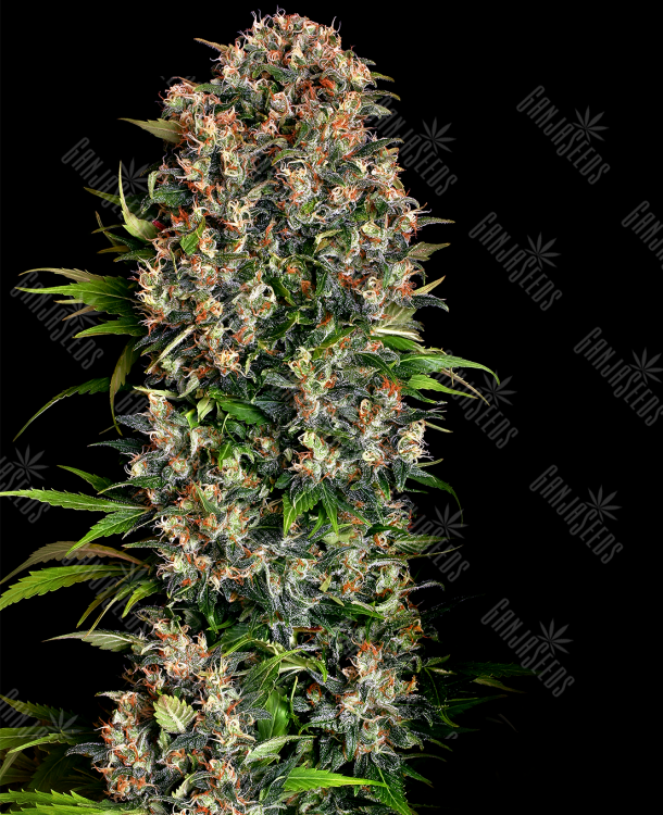 элитные семена конопли в рф Big Dutch Bud feminised