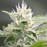 семена конопли феминизированные White Rhino feminised Green House Seeds