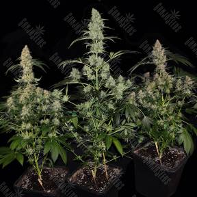 Bubba Island Kush feminised Dutch Passion Seeds