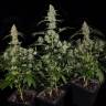Bubba Island Kush feminised Dutch Passion Seeds