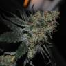 Amnesia Grapefruit feminised Breeders Community Seeds