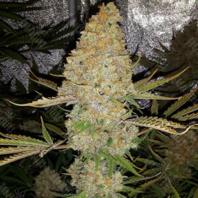 Critical Kush regular Ganja Seeds