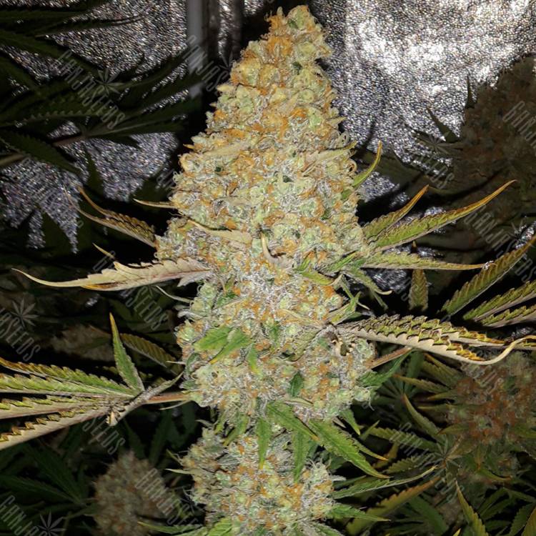 семена конопли элитных сортов Critical Kush regular Ganja Seeds
