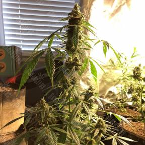 Auto New York City regular Ganja Seeds