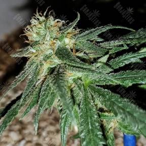 Utopia Haze feminised Barneys Farm