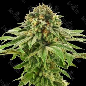 Grape LA feminised DNA Genetics