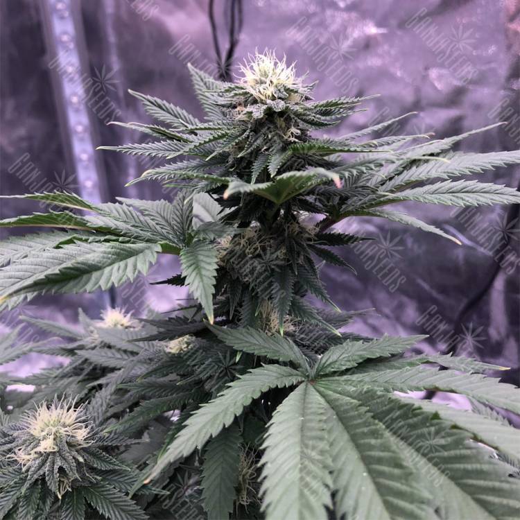 урожайные семена конопли Chocolate Mint OG feminised Humboldt Seeds