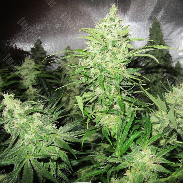 заказ семян конопли Y Griega feminised Medical Seeds