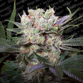 Californian Gold feminised Paradise Seeds