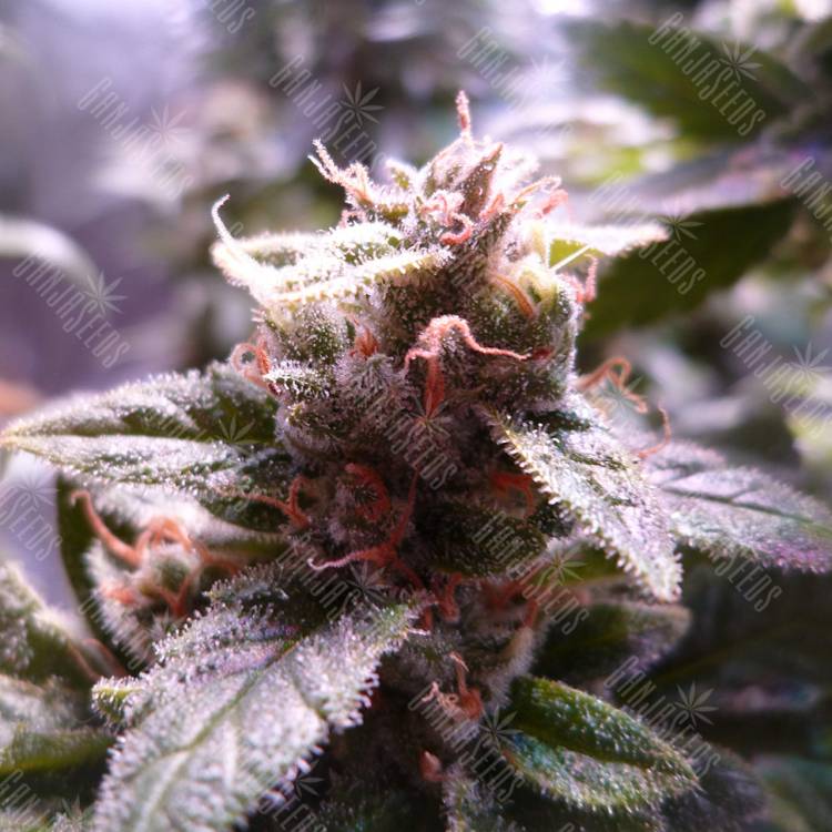 семена конопли для выращивания Hulkberry feminised Royal Queen