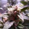 семена конопли для выращивания Hulkberry feminised Royal Queen