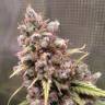 семена конопли феминизированные Cream 47 feminised Sweet Seeds