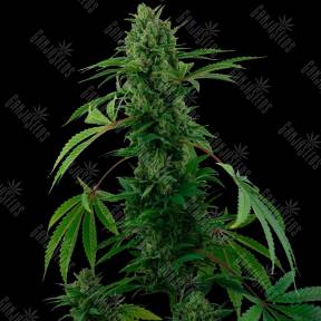 Auto Pineapple Express feminised Ganja Seeds